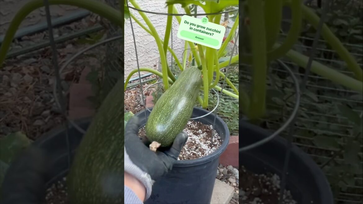 Harvesting big & small zucchini’s from our container garden #asmr #gardening #containergardening