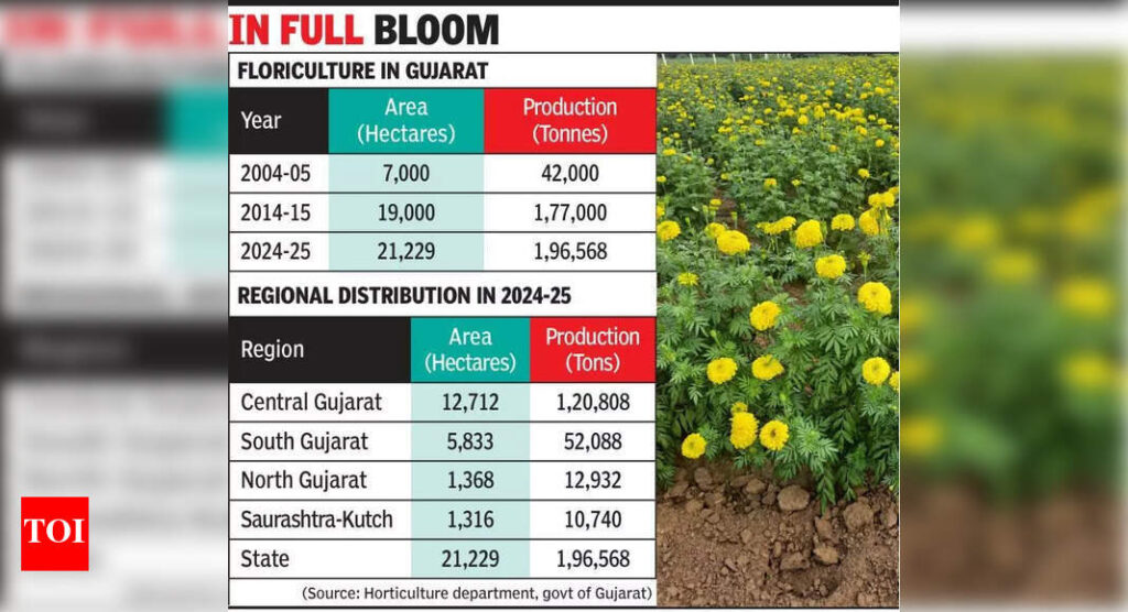 Guj’s flower acreage triples in 20 years | Vadodara News Guj’s flower acreage triples in 20 years | Vadodara News