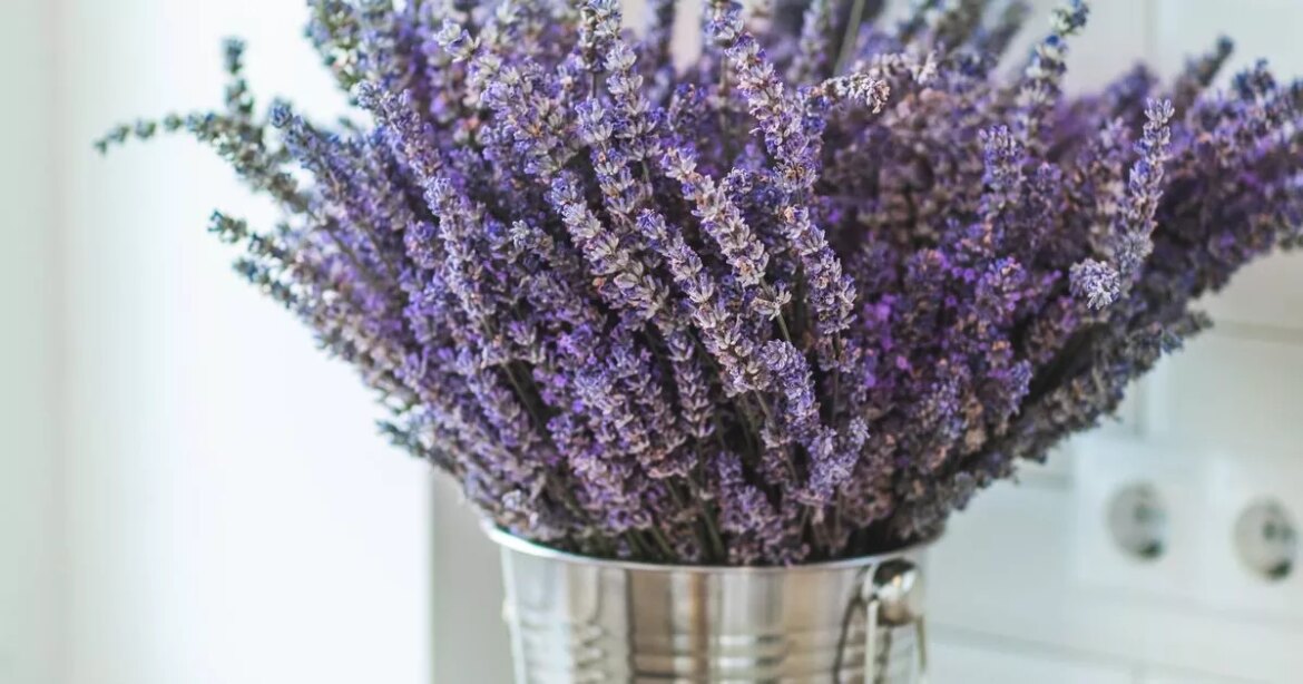 Alan Titchmarsh names ‘must-do’ task to get better lavender blooms Daily Mirror