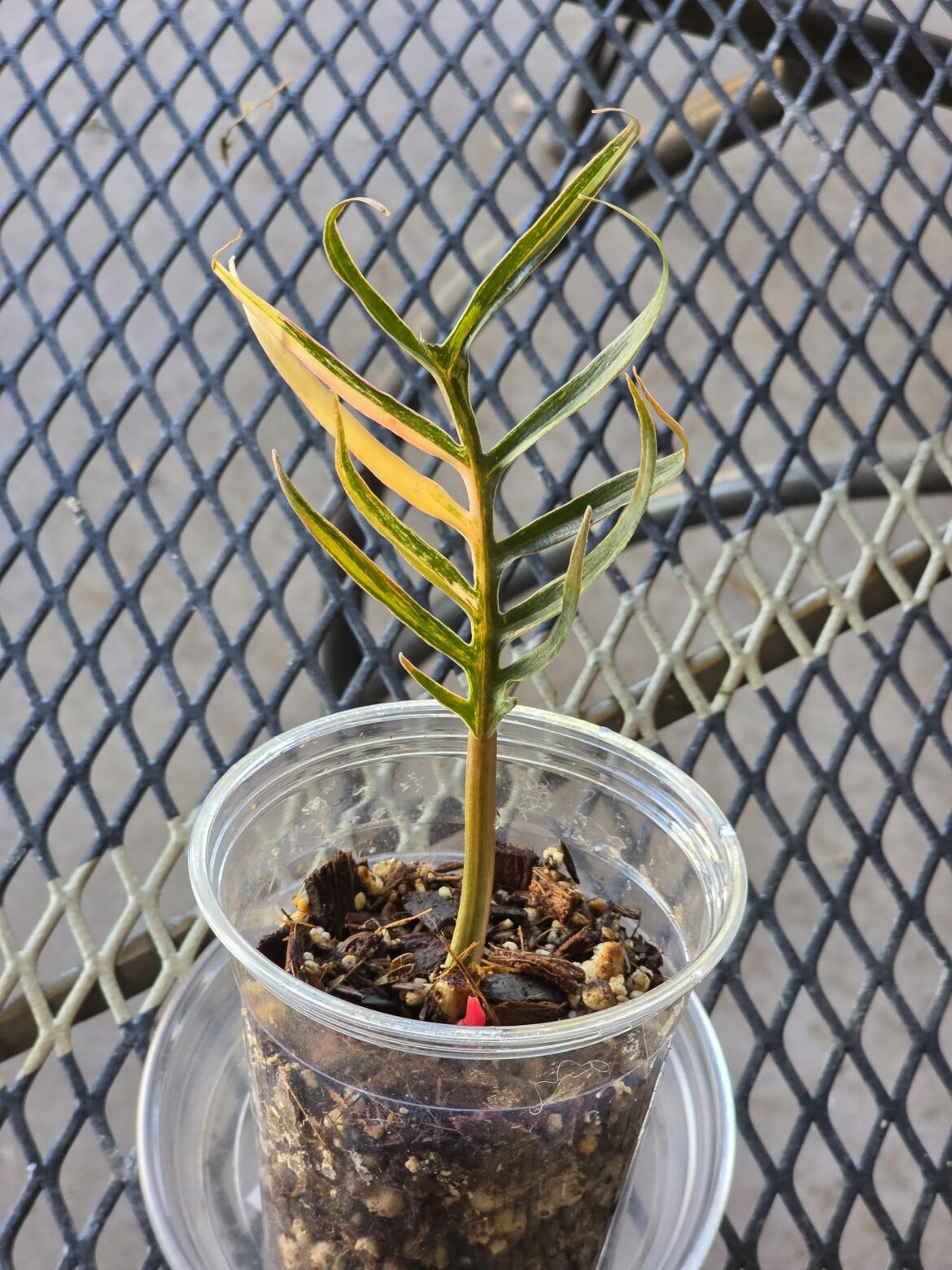 Wishlist plant, variegated tortum!