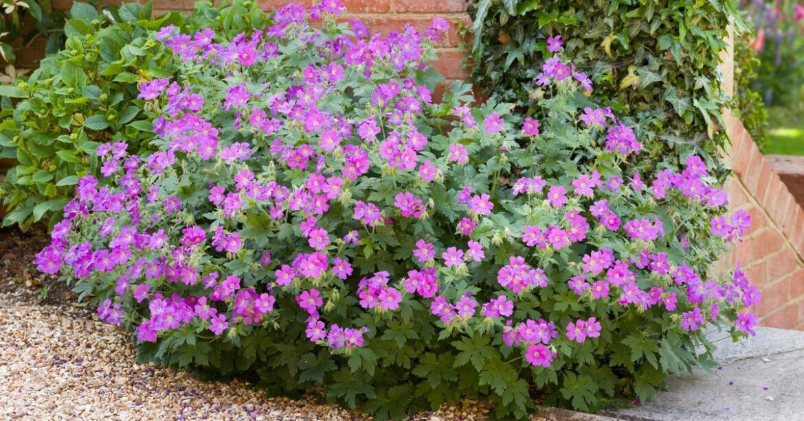 The 2025 “Plant of the Century” Is Here: A Zero-Maintenance Marvel That Blooms Beautifully The 2025 “Plant of the Century” Is Here: A Zero-Maintenance Marvel That Blooms Beautifully