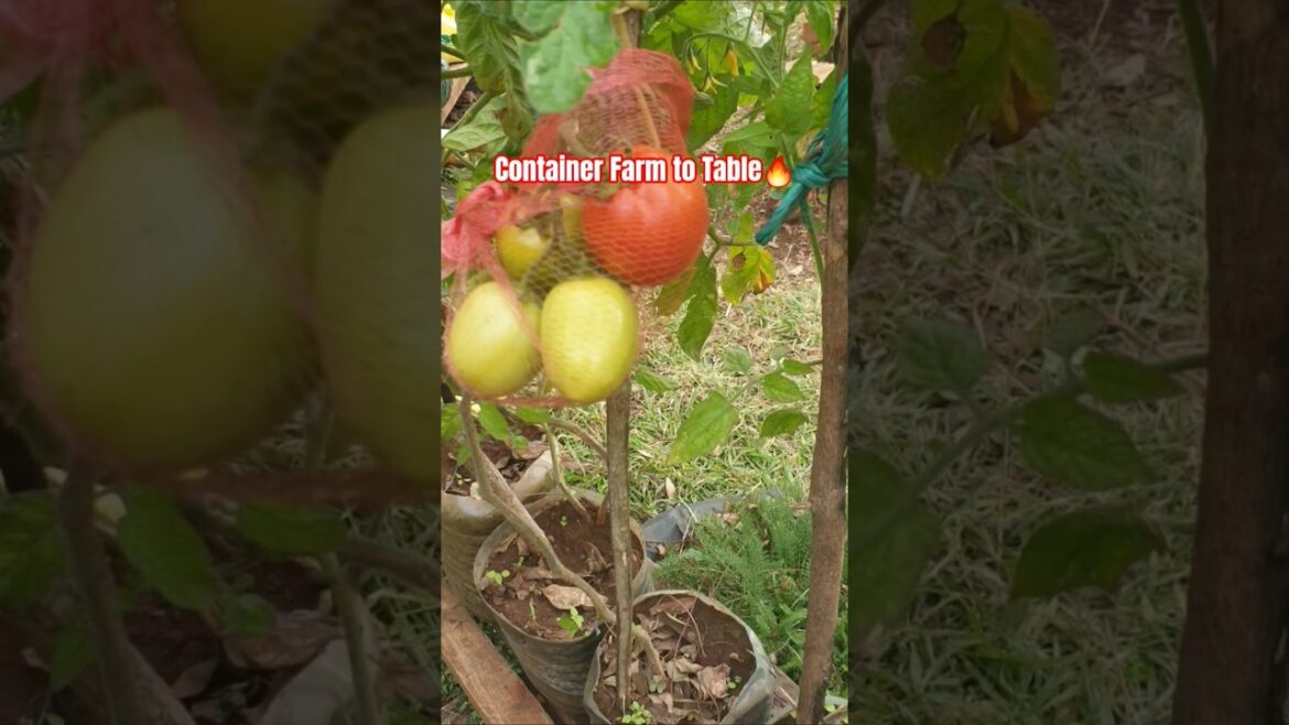 Enjoyed the first tomato of the season from container garden #dreamtoreality #foodsecurity