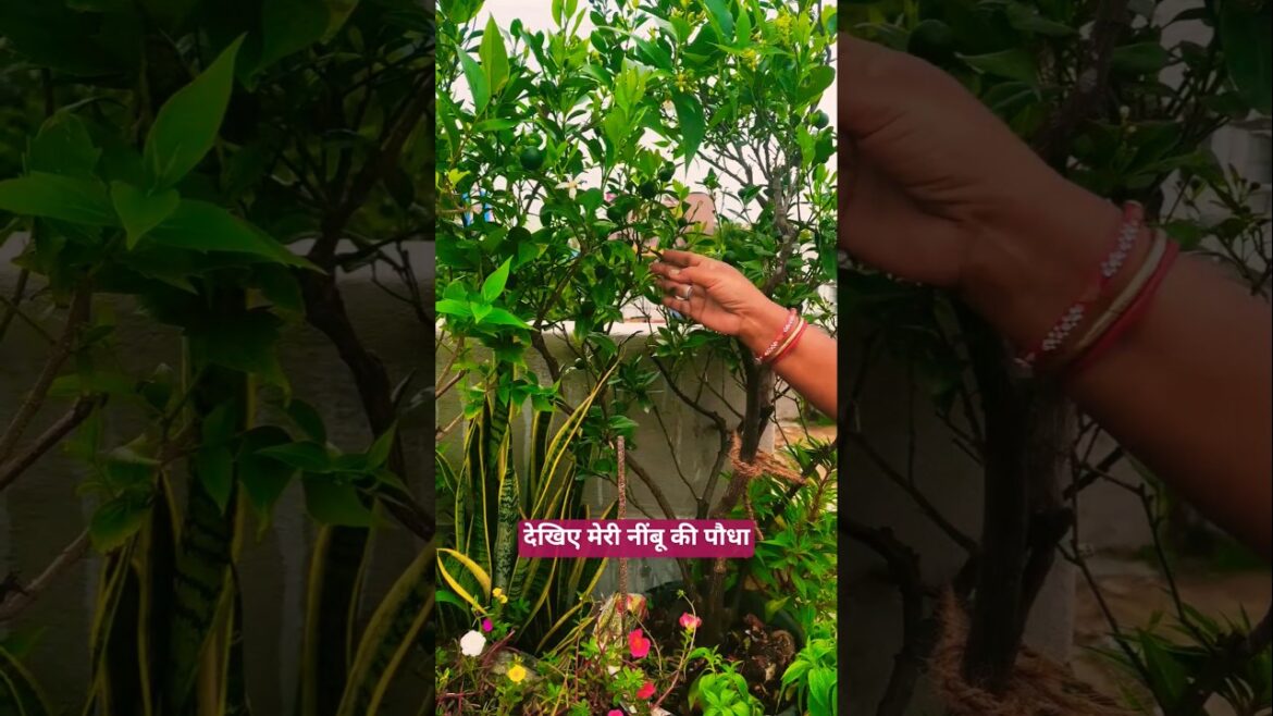 यह है मेरी निम्बू की पौधा # yt shorts # terrace gardening # trends यह है मेरी निम्बू की पौधा # yt shorts # terrace gardening # trends