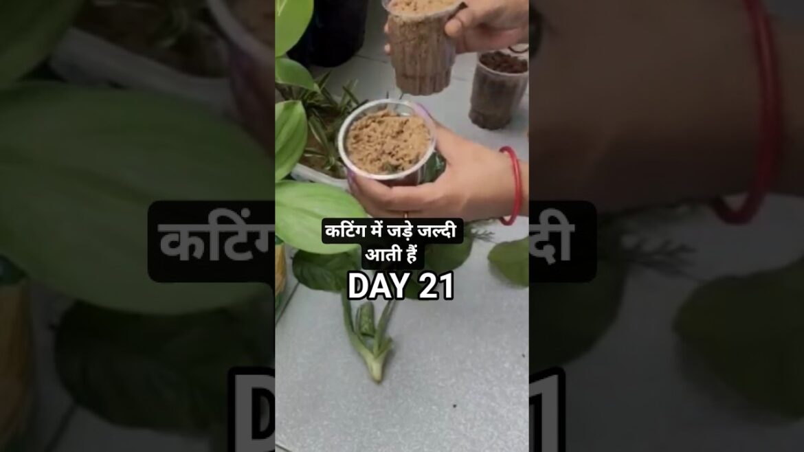 30days gardening tips challenge 🙏DAY 21 #viral #gardningtips #reels #plantswithbabita #cutting #grow 30days gardening tips challenge 🙏DAY 21 #viral #gardningtips #reels #plantswithbabita #cutting #grow