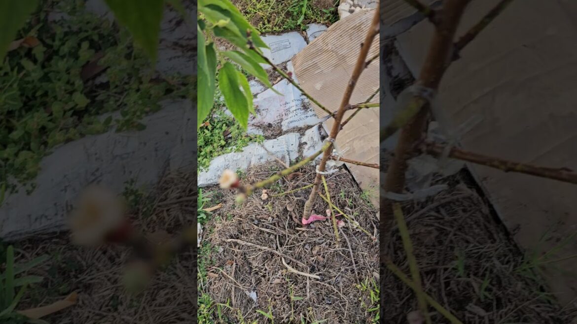 Don't Let Your Tree Waste Energy! #BestGardenDreams