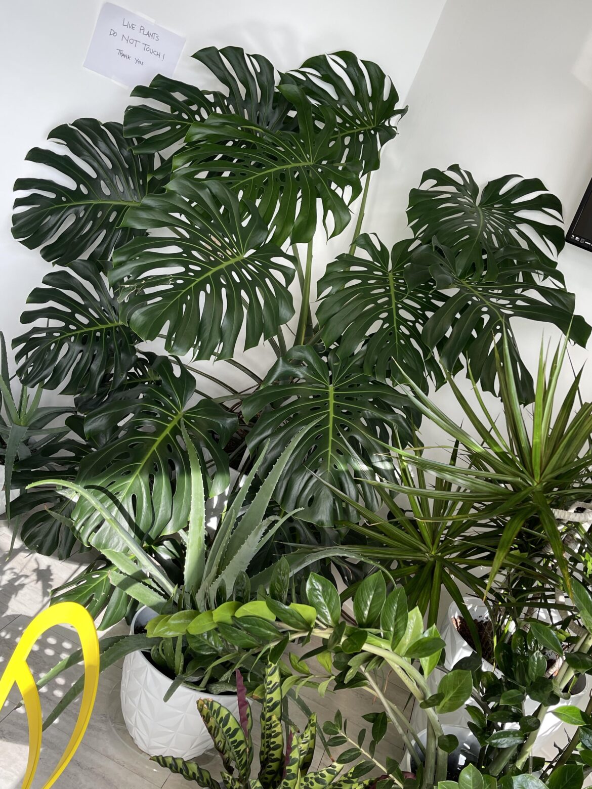 My three year old Monstera