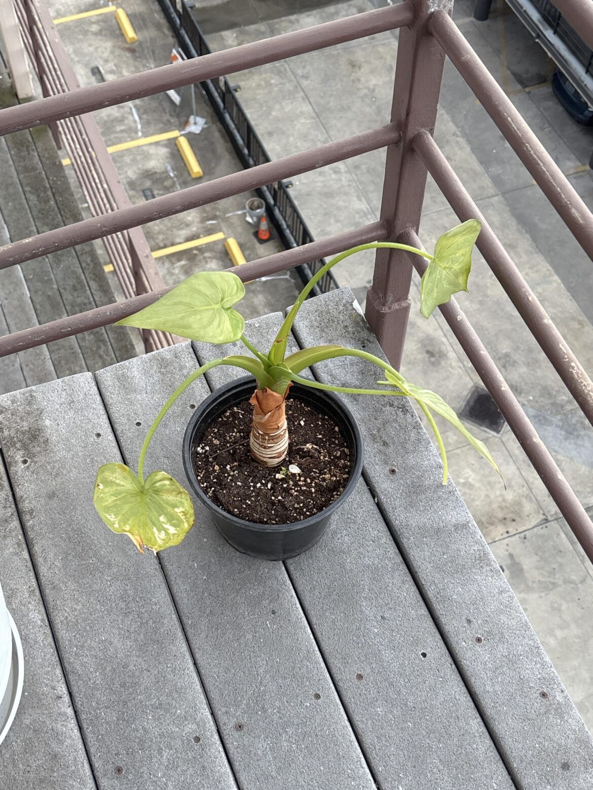 What kind of plant is this