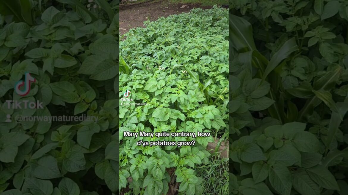 My First Potato Patch - Norway Backyard Garden