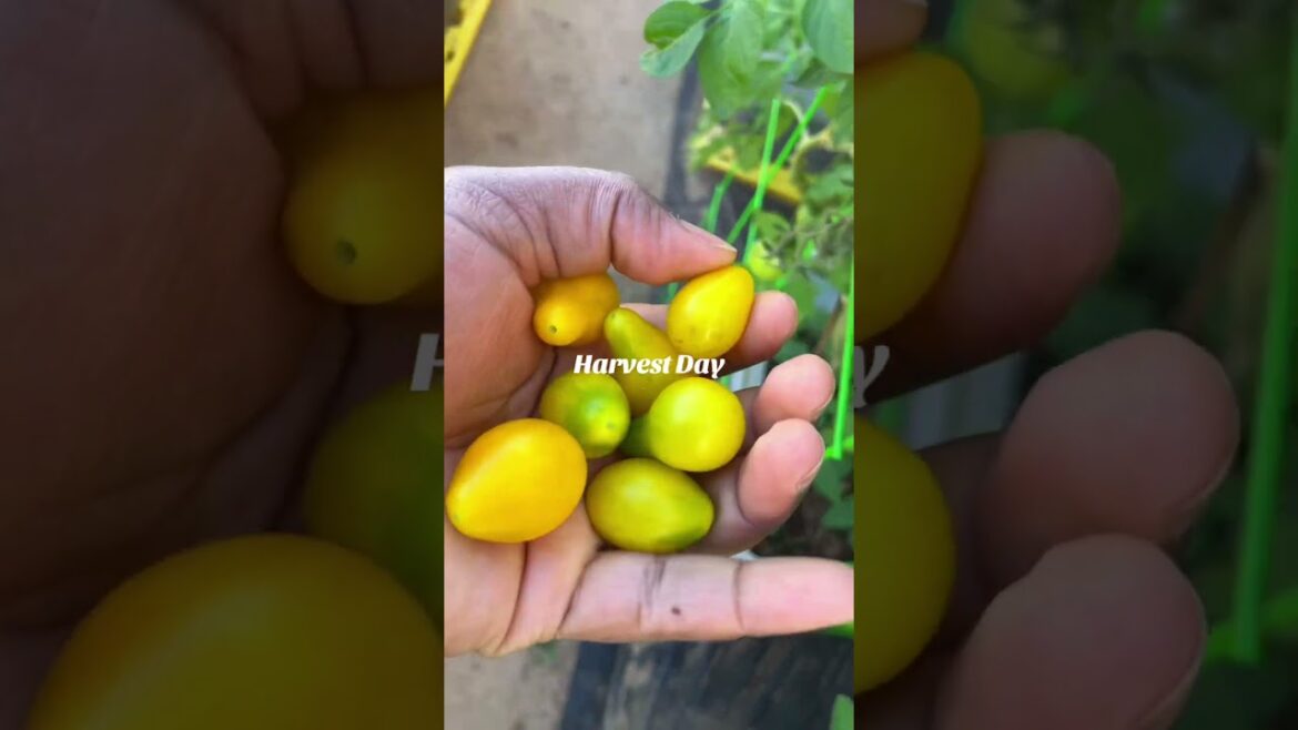Harvest Time #containergarden #containergardening #BoardingBarbie #fyp #garden #gardening #blackgirl