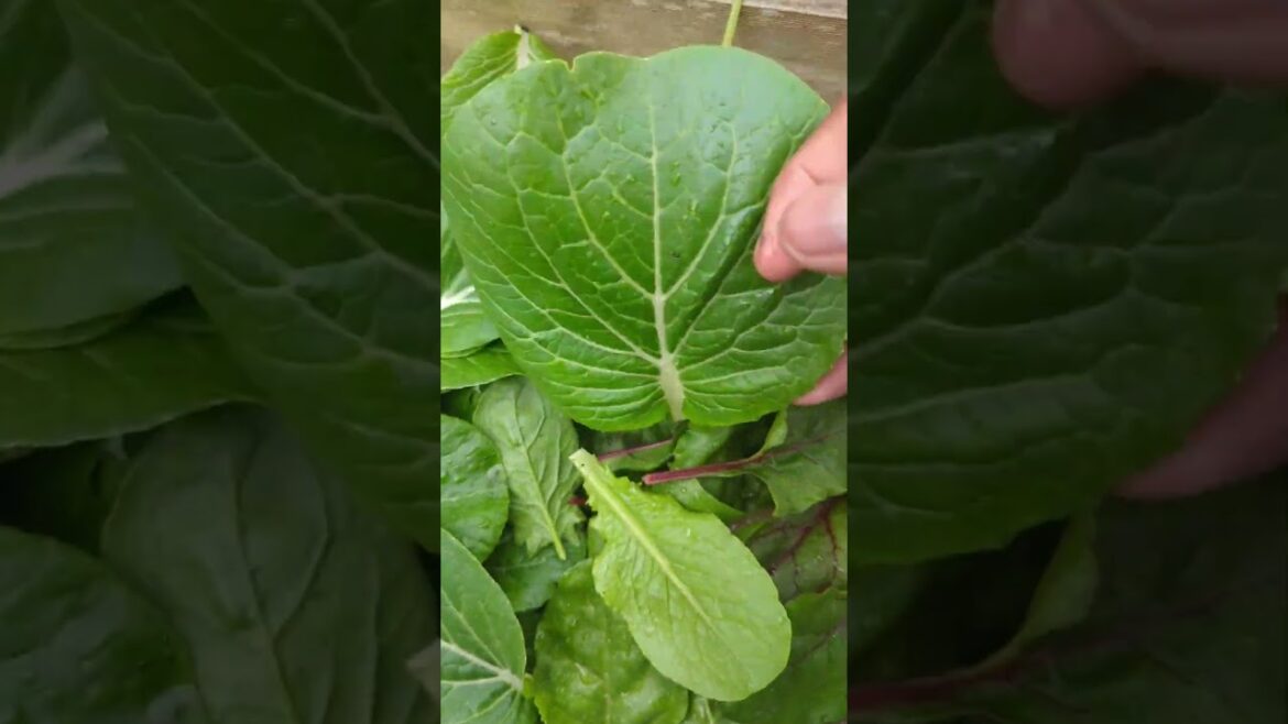 Best Time to Pick Vegetables or Greens “Juicier – Healthier & Sweeter” #gardening #greentgarden Best Time to Pick Vegetables or Greens "Juicier - Healthier & Sweeter" #gardening #greentgarden