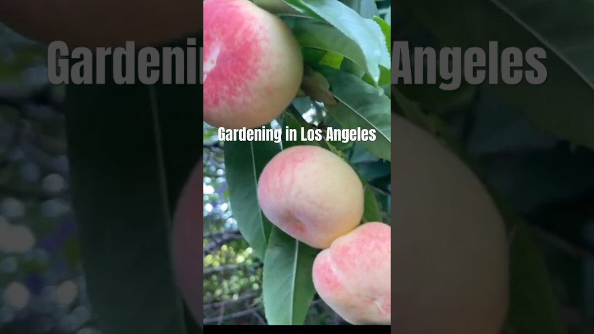 Living in Los Angeles | Donut Peaches in the Backyard Garden #shorts #gardening #organicgardening Living in Los Angeles | Donut Peaches in the Backyard Garden #shorts #gardening #organicgardening