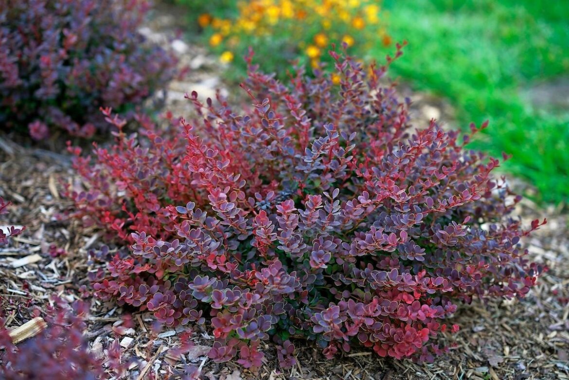 Grow a Better, Non-Invasive Japanese Barberry Bush Sunjoy Mini Maroon Seedless Barberry 3