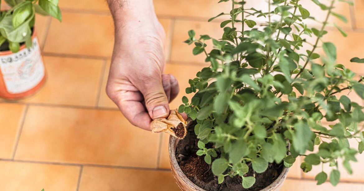 Gardeners urged to leave tea bags in garden this month Daily Mirror