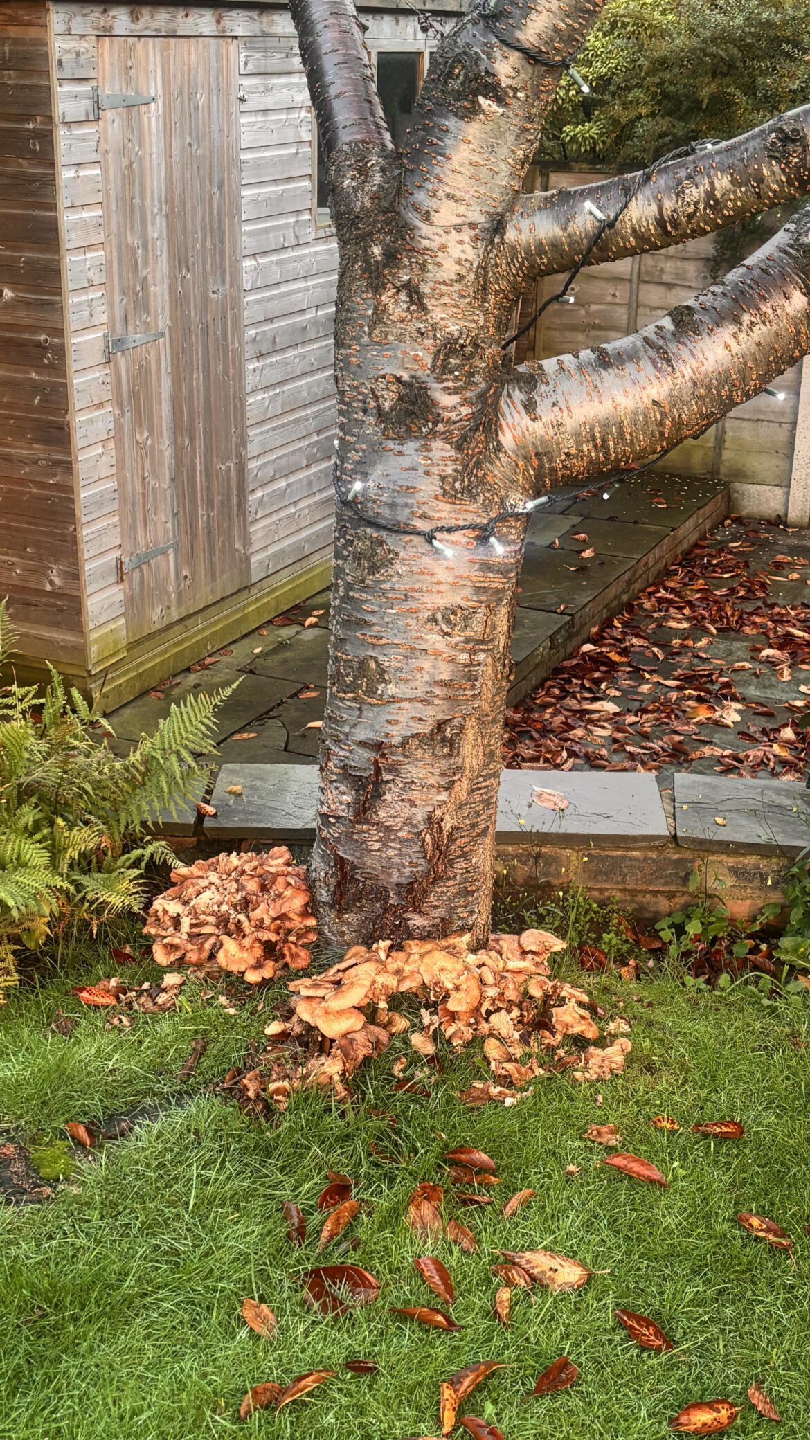 Is my tree dying?