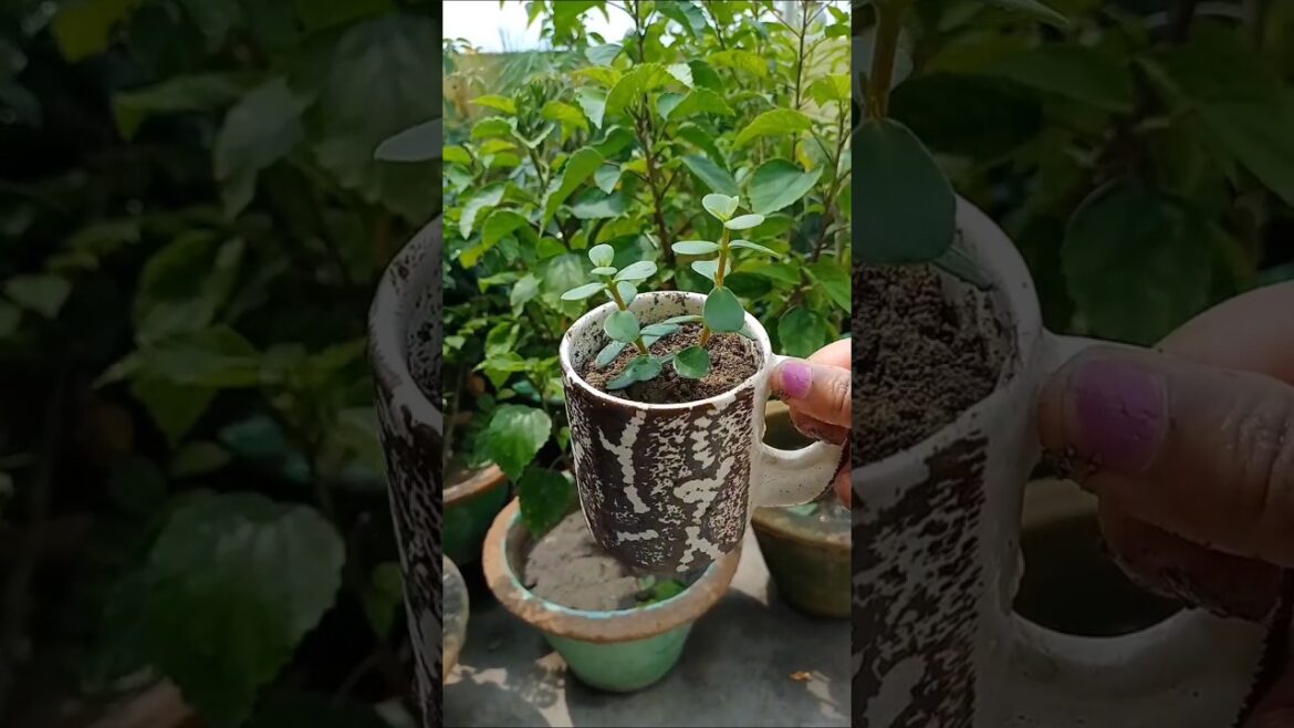 🌱 Nature gardenig plants 🪴✨💚 #gardenigtips #viralvideo #ytshorts #motivation #foodandflowers 🌱 Nature gardenig plants 🪴✨💚 #gardenigtips #viralvideo #ytshorts #motivation #foodandflowers