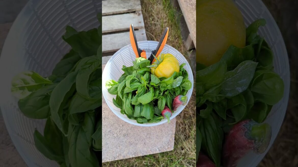 Harvesting Basil | Enjoying the Garden | Slacker Gardening wins 🍅🥒 🪴