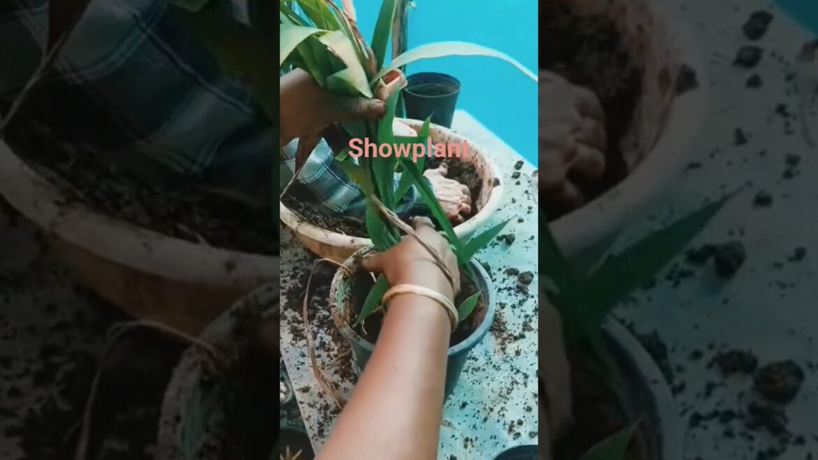 The Weirdest Plant Gardening Trends#Short# The Weirdest Plant Gardening Trends#Short#