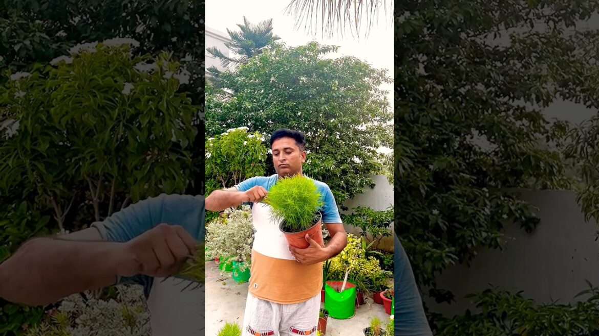 6 tips to care Kochia plant #garden #shorts #short #shortvideo #plants #viralvideo #trending #kochia