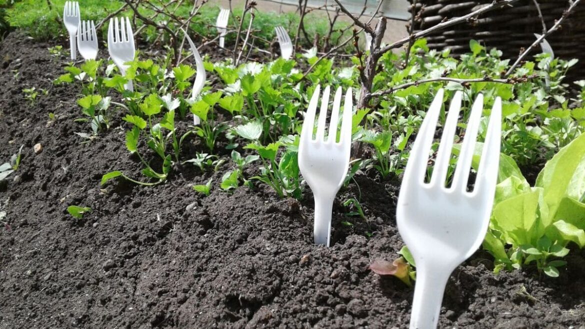 Gardeners Swear by This Shockingly Simple Plastic Fork Hack to Transform Your Vegetable Garden Gardeners Swear by This Shockingly Simple Plastic Fork Hack to Transform Your Vegetable Garden