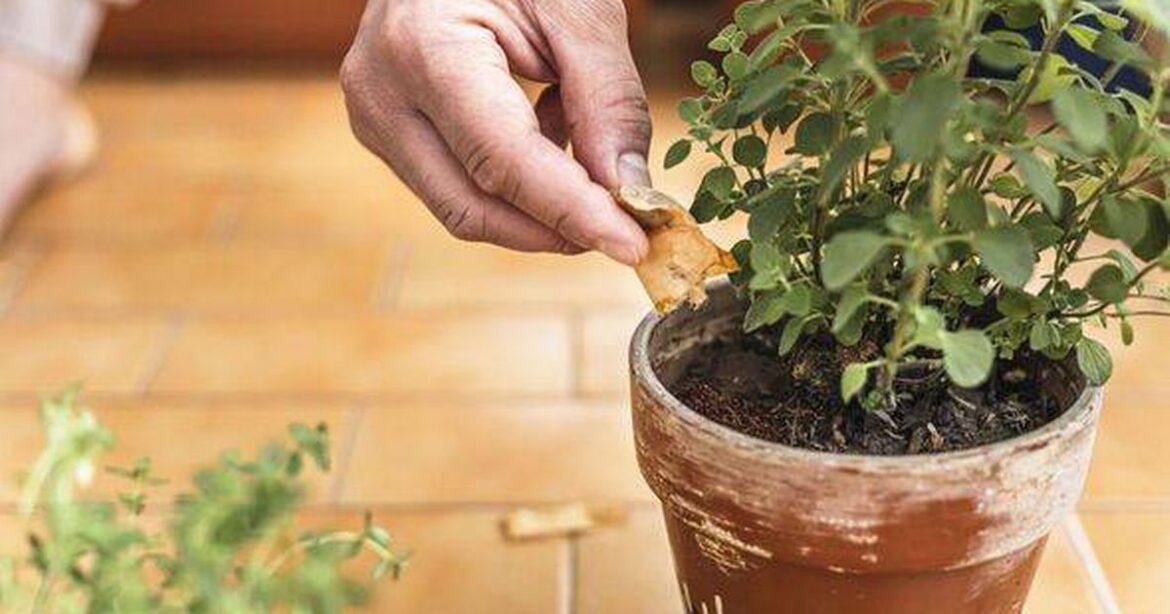 Gardeners urged to use tea bags to help plants ‘thrive’ Wales Online