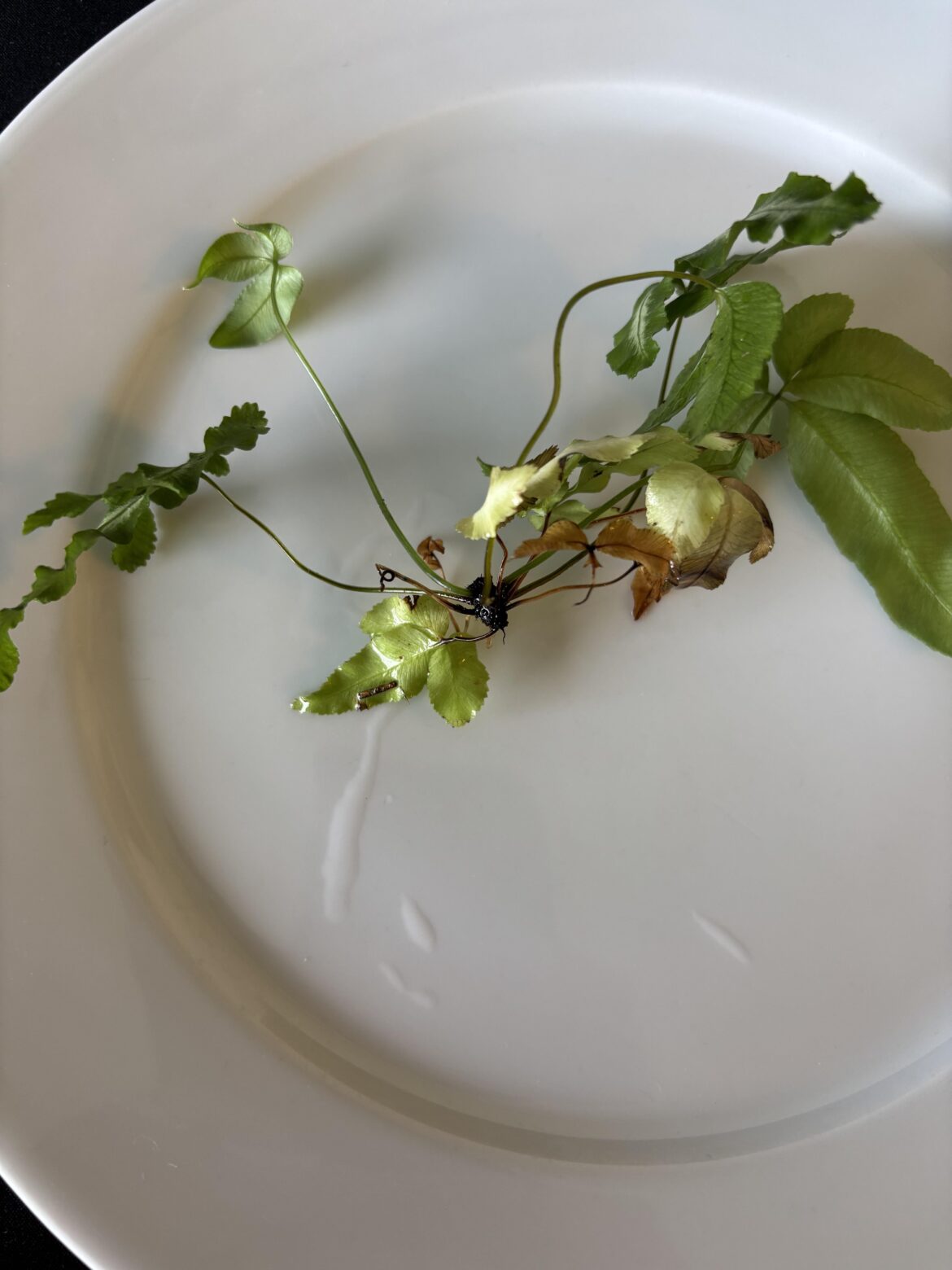 Can I propagate this broken piece of fern?