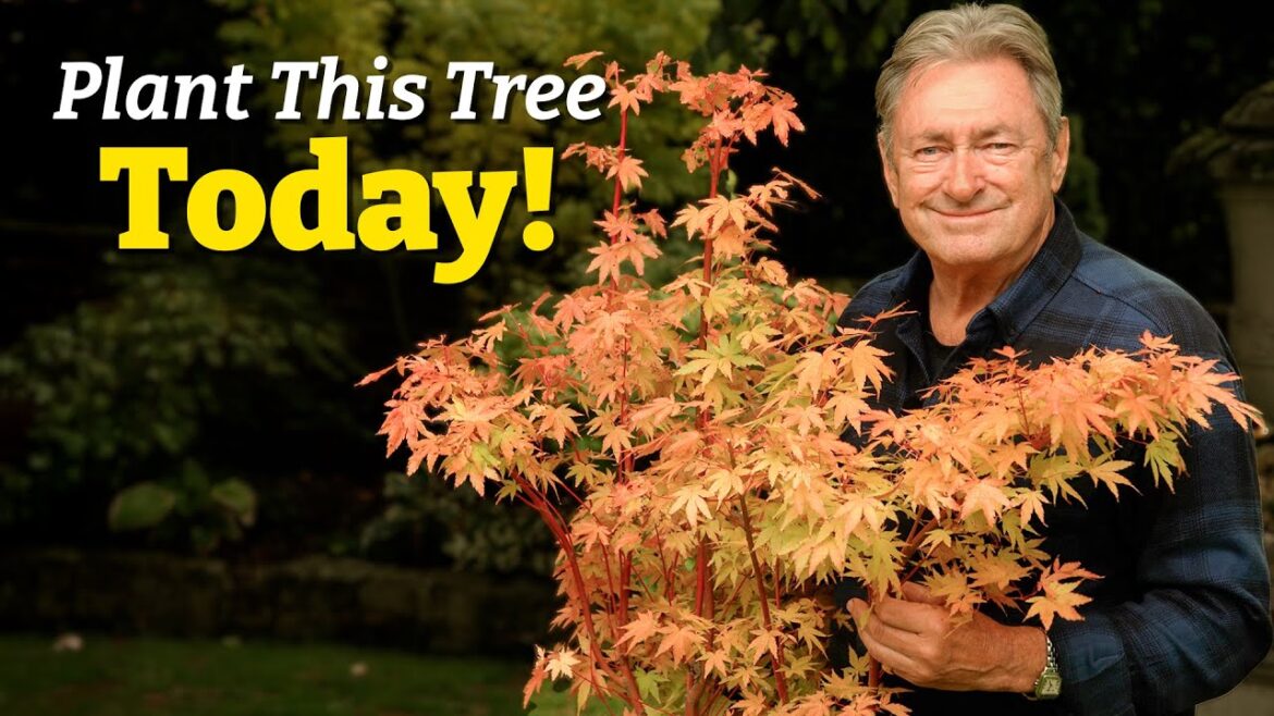 The One Tree That Transforms Any Garden | My Top 5 Japanese Maples!