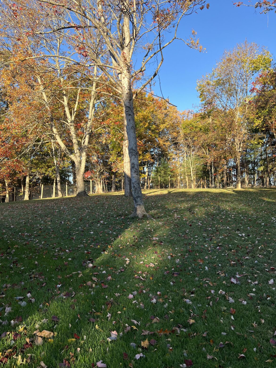 Mulch or blow leaves?