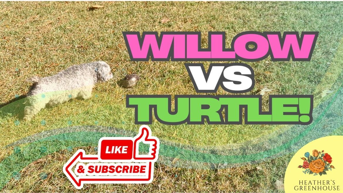 Willow vs a Turtle and Fall Succession Gardening | Organic Pesticide-Free Garden Tips