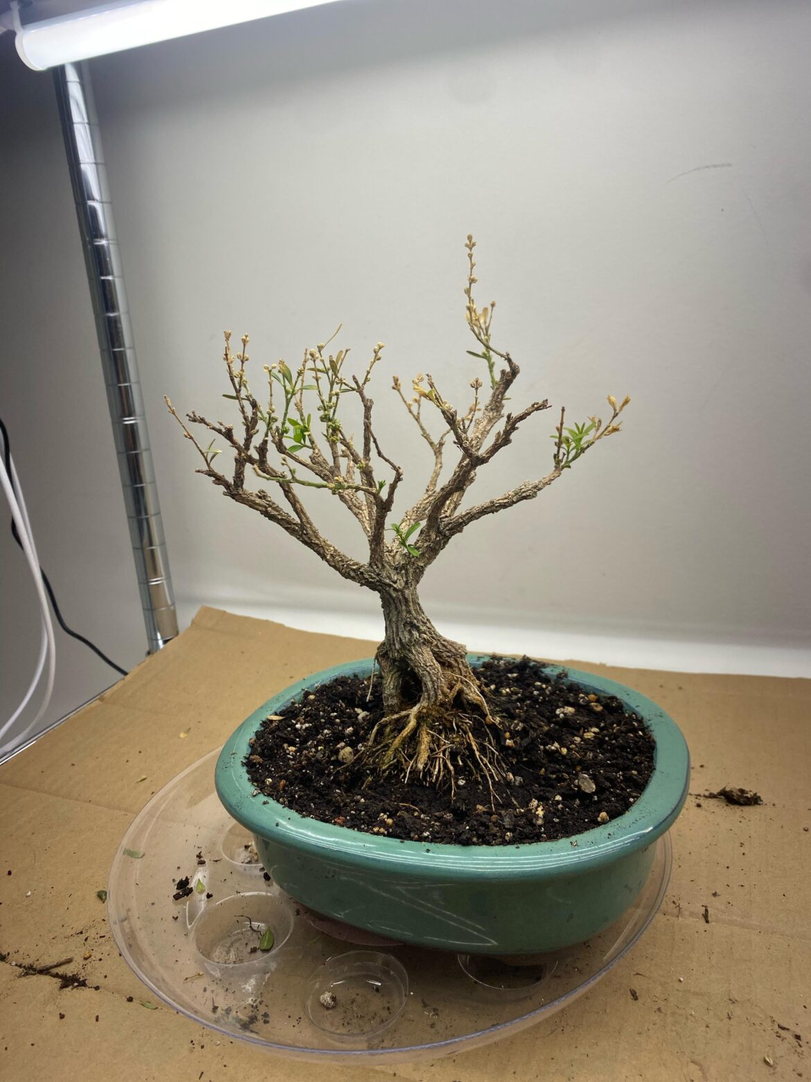Will it live? Will it live?
