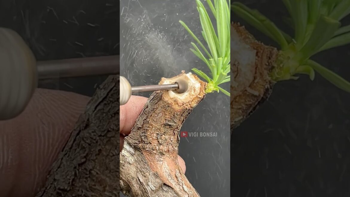 Cool Bonsai Candidate Cool Bonsai Candidate