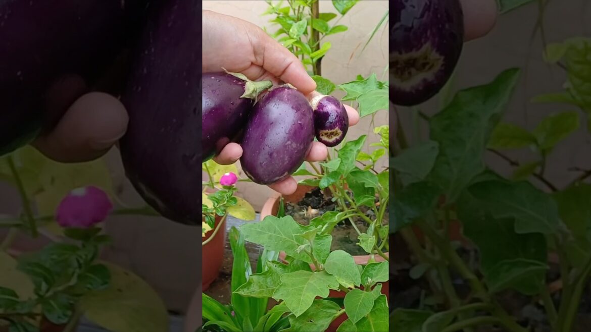 मानसून में बैंगन की हार्वेस्टिंग#trending #gardening #trend #magic#shorts