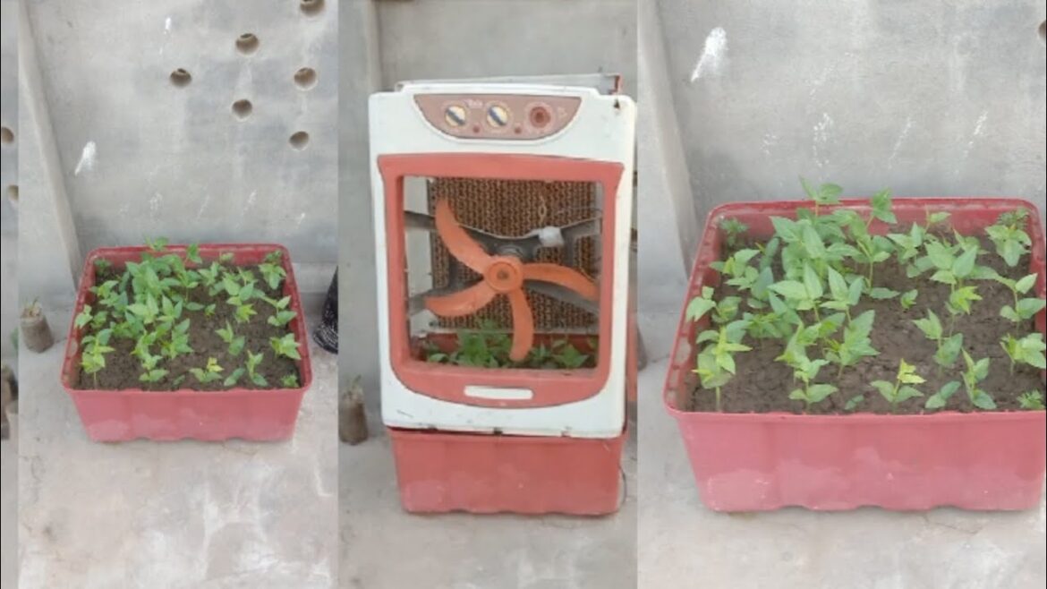 Gardening Ideas Using Old Air Cooler ! Grow Vegetables Like This Instead! 🌼Gardening Hacks That Work Gardening Ideas Using Old Air Cooler ! Grow Vegetables Like This Instead! 🌼Gardening Hacks That Work