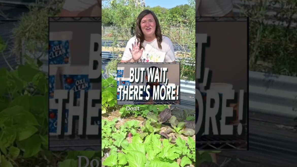 How do you know when your radishes are ready to pick? Easy! They get a little… scandalous. 😉 How do you know when your radishes are ready to pick? Easy! They get a little... scandalous. 😉