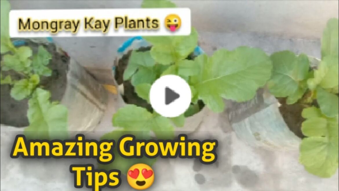Masha Allah Mongray Vegetable Growth Amazing ЁЯШН Home Terrace Gardening Tips Masha Allah Mongray Vegetable Growth Amazing ЁЯШН Home Terrace Gardening Tips