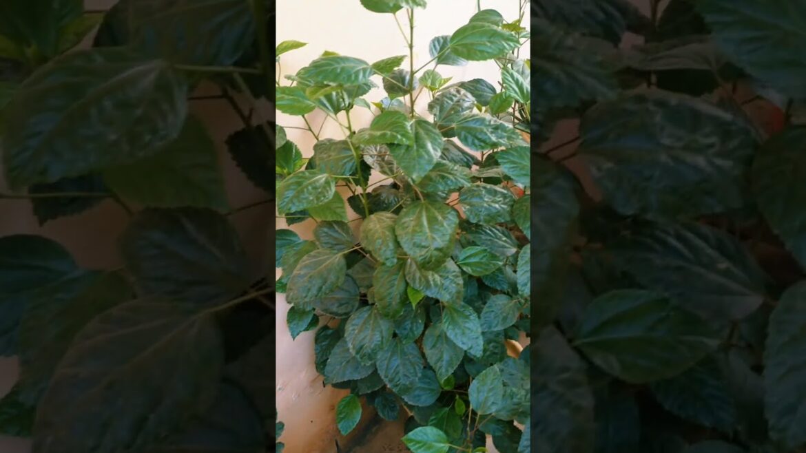 my little garden #garden #plants #home #youtubeshorts #viral