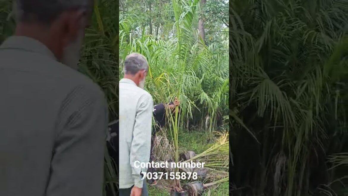 #sunshinenursery#botal pump loading#all India supply#gardening plants flowering plants horticulture