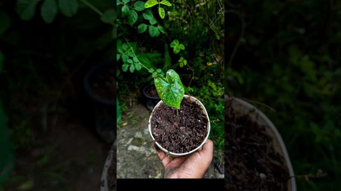 Reuse ♻️ 🔀 old plastic container 🔀 Propagate caladium plant 🌱 #reuse #shorts