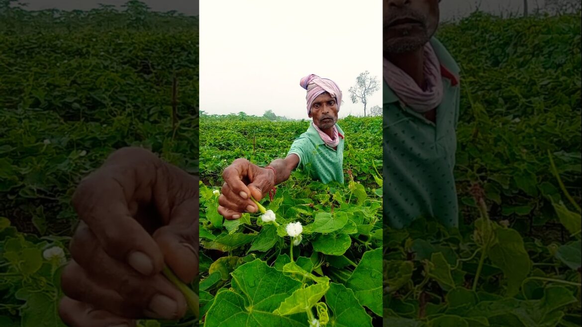Improving Fruit Set! Hand Pollination in Pointed Gourd Crop 🌱 #shorts Improving Fruit Set! Hand Pollination in Pointed Gourd Crop 🌱 #shorts