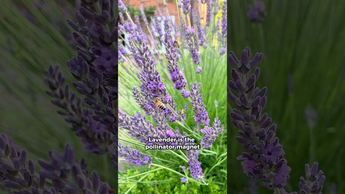 Gardening Tips for Lavender 💚 #gardening #lavender #garden