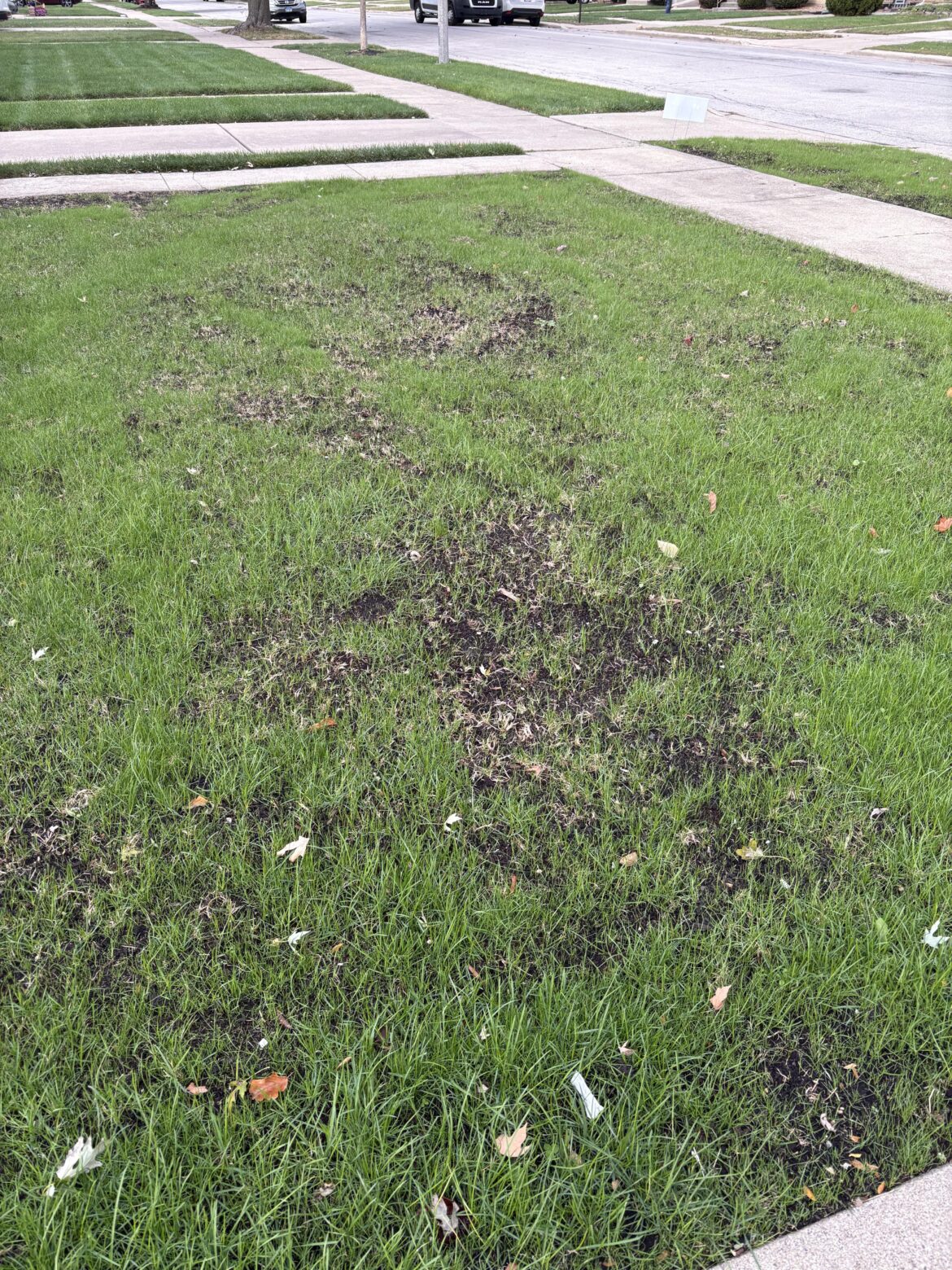 Lawn Coverage Post Renovation