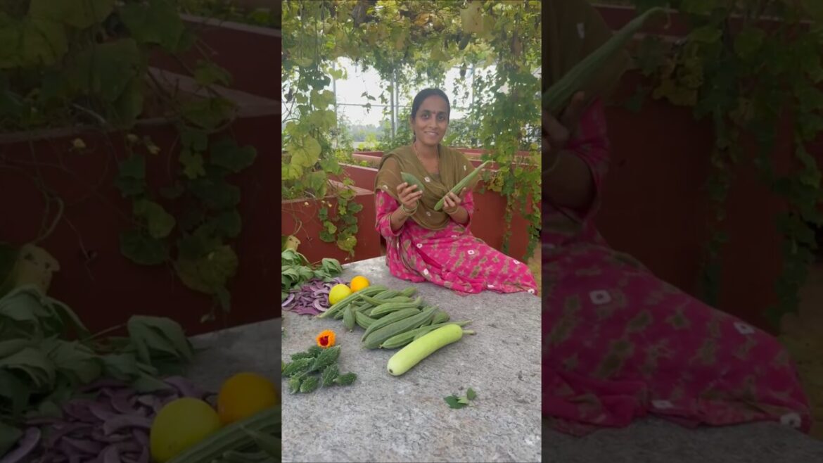 నా కష్టానికి ప్రతిఫలం ఈ పంట#terracegarden#harvesting#telugu#nethranaturegardenvlogs#ytshorts#farming నా కష్టానికి ప్రతిఫలం ఈ పంట#terracegarden#harvesting#telugu#nethranaturegardenvlogs#ytshorts#farming