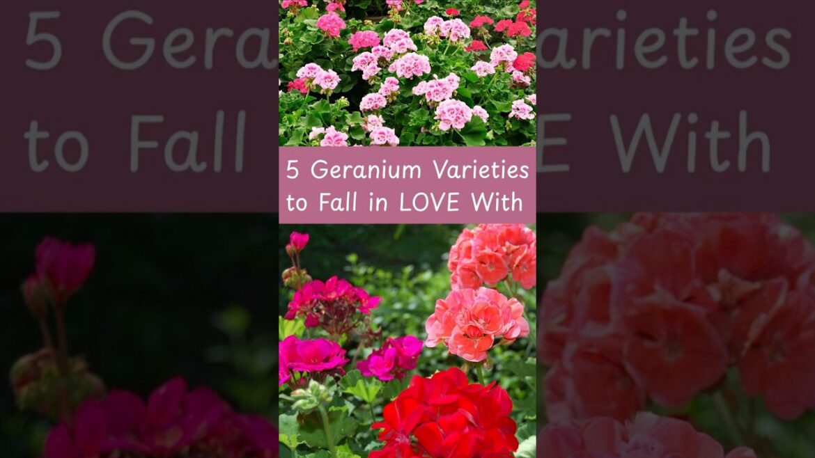 5 Geraniums That Will Make Your Garden POP! 𤩠#gardening #flowers 5 Geraniums That Will Make Your Garden POP! 𤩠#gardening #flowers