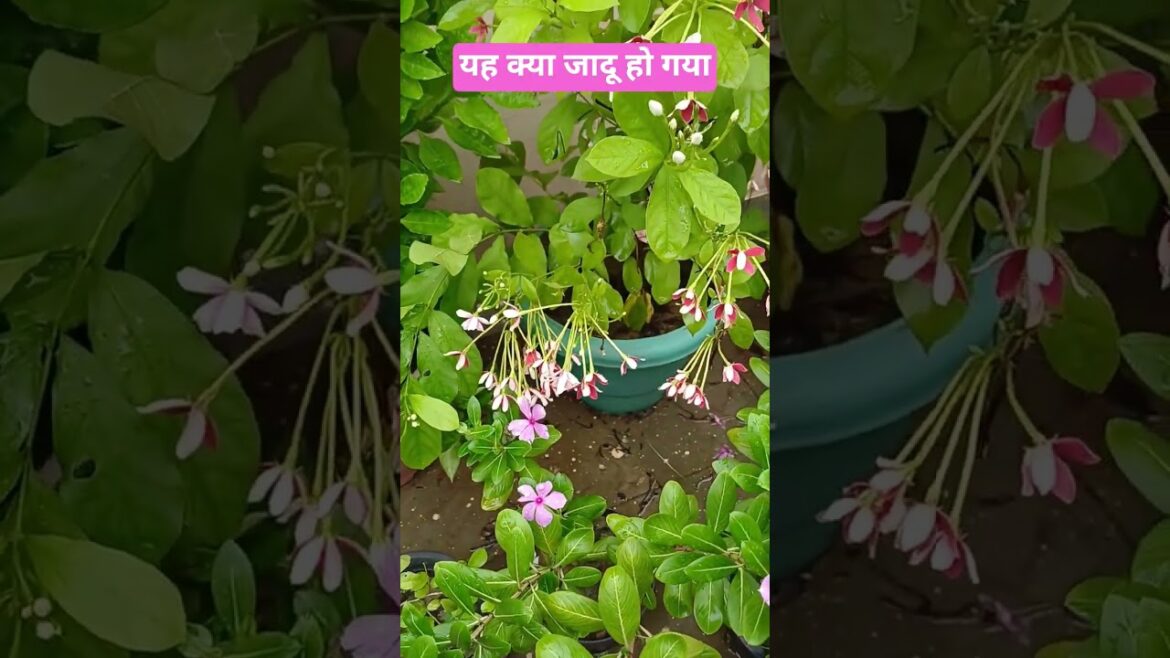 यह क्या जादू हो गया#trending #gardening #trend #magic #shorts यह क्या जादू हो गया#trending #gardening #trend #magic #shorts