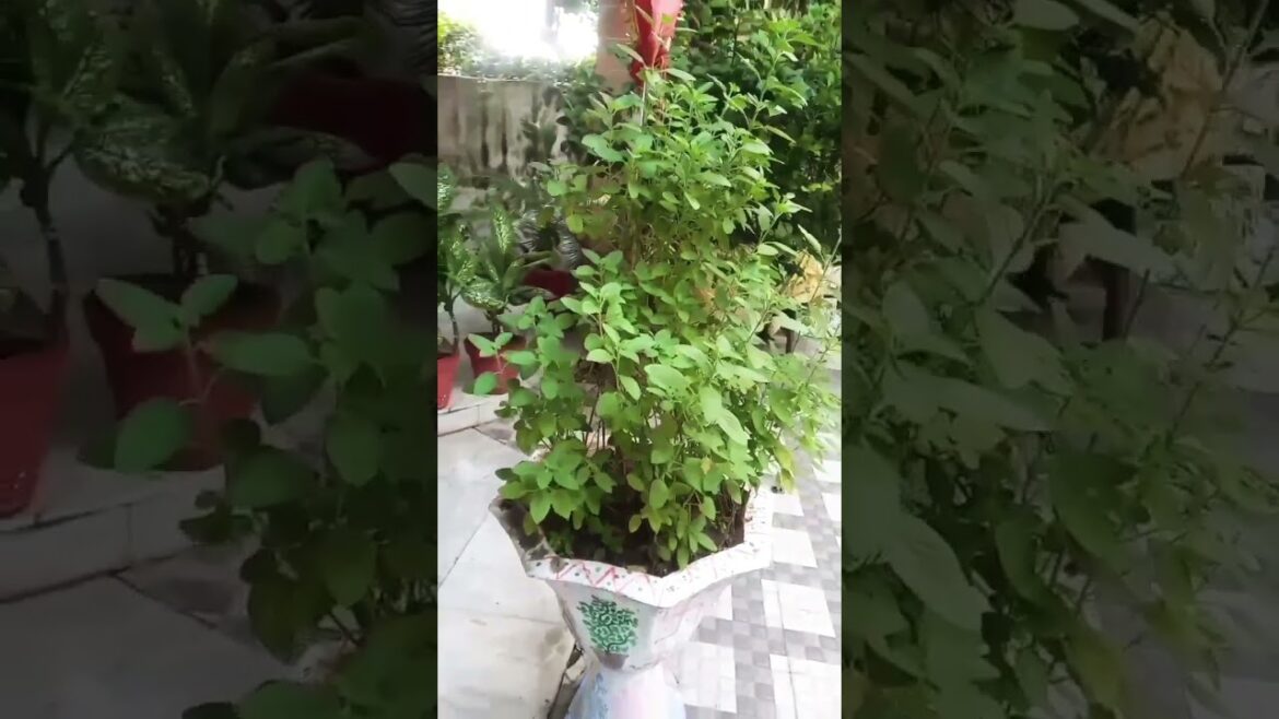Tulsi ke achuk upay #shorts feed#ytshorts#youtube shorts#trendingshorts #viralshorts#Tulsiplant care Tulsi ke achuk upay #shorts feed#ytshorts#youtube shorts#trendingshorts #viralshorts#Tulsiplant care