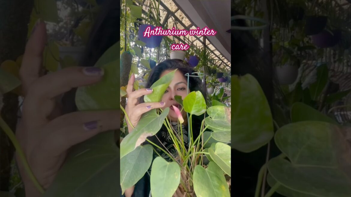 How to care for  Anthurium plants  #anthuriumcare #gardeningtips #gardening #indoorplant #houseplant