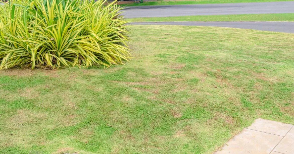 Lawns will ‘bounce back’ from brown patches with gardener’s ‘instant’ trick Irish Mirror