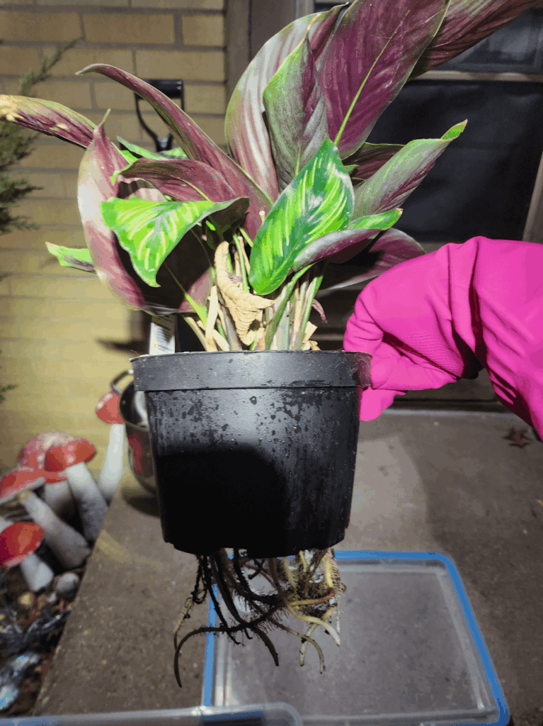 Sooooo…. bigger pot, yes? Sooooo.... bigger pot, yes?