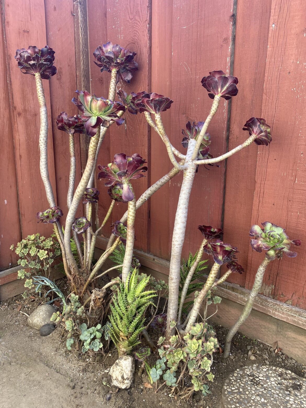 How’s my succulent garden look? How’s my succulent garden look?