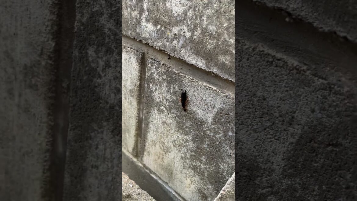 Japanese earwig #redsealvas #garden #landscaper #gardening #nature #earwig #japan