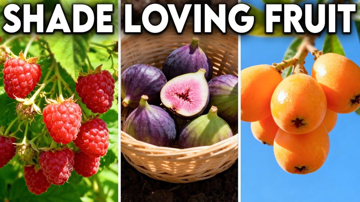 The 20 Most Perfect Fruits To Grow in a Shady Garden Space The 20 Most Perfect Fruits To Grow in a Shady Garden Space